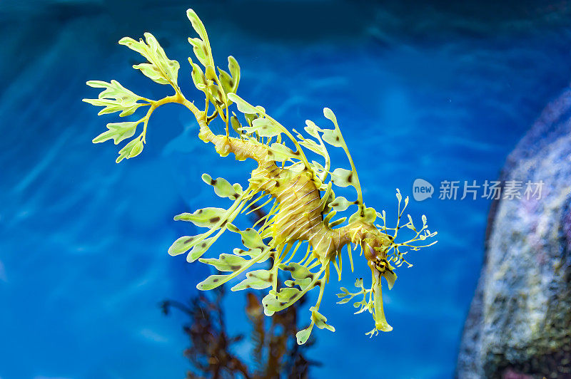 叶海龙，学名Phycodurus eques，产自西澳大利亚。